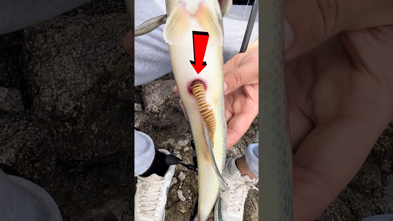 Bass verschluckt und scheidet Gummiwurm aus !😳 für den gesamten Angeltag checkt gerne das Video ab!