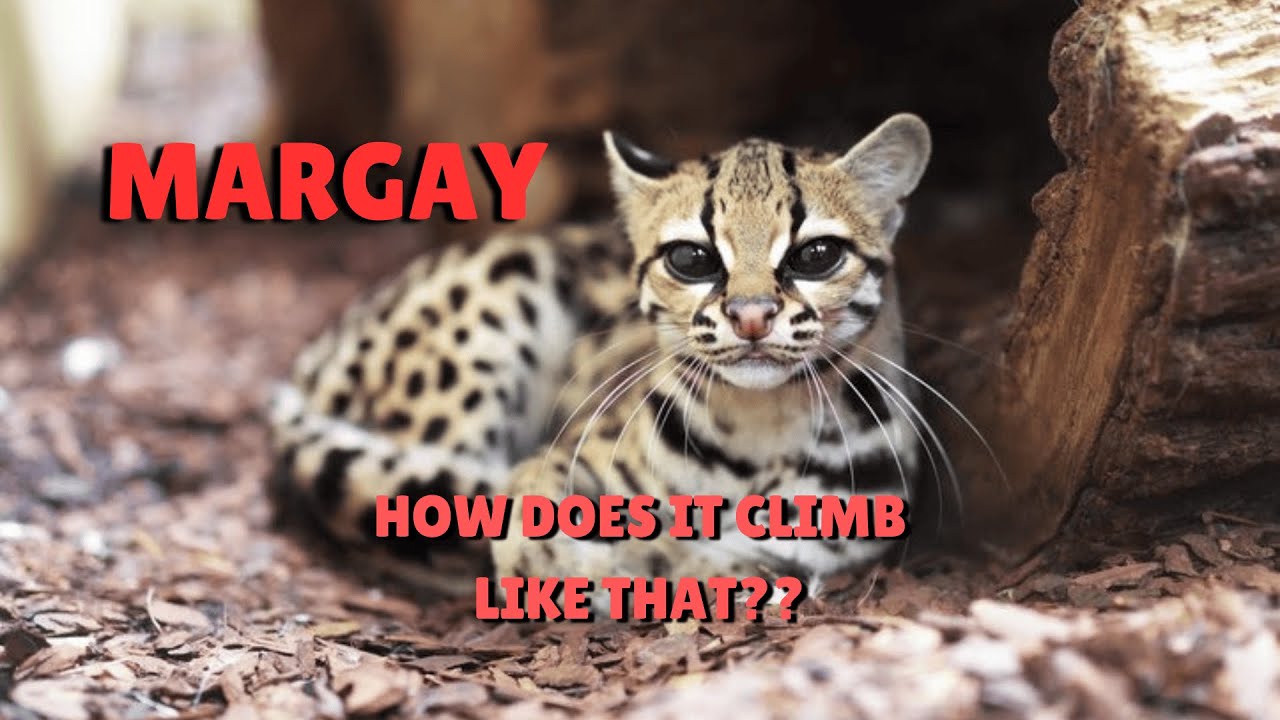 The Margay Is A Small Adorable Rainforest SECRET