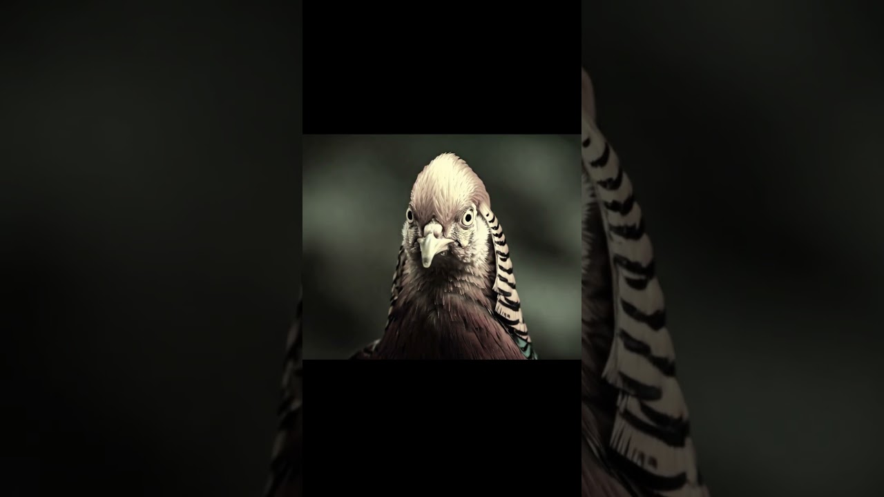The Golden Pheasant's Fire Escape: A Tale of Resilience #birds  #trending #wildlife #nature