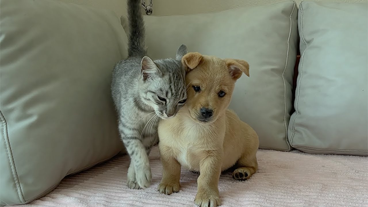 Puppy Without a Mom Finds Comfort in a Gentle Kitten — What Happens Next Will Melt You