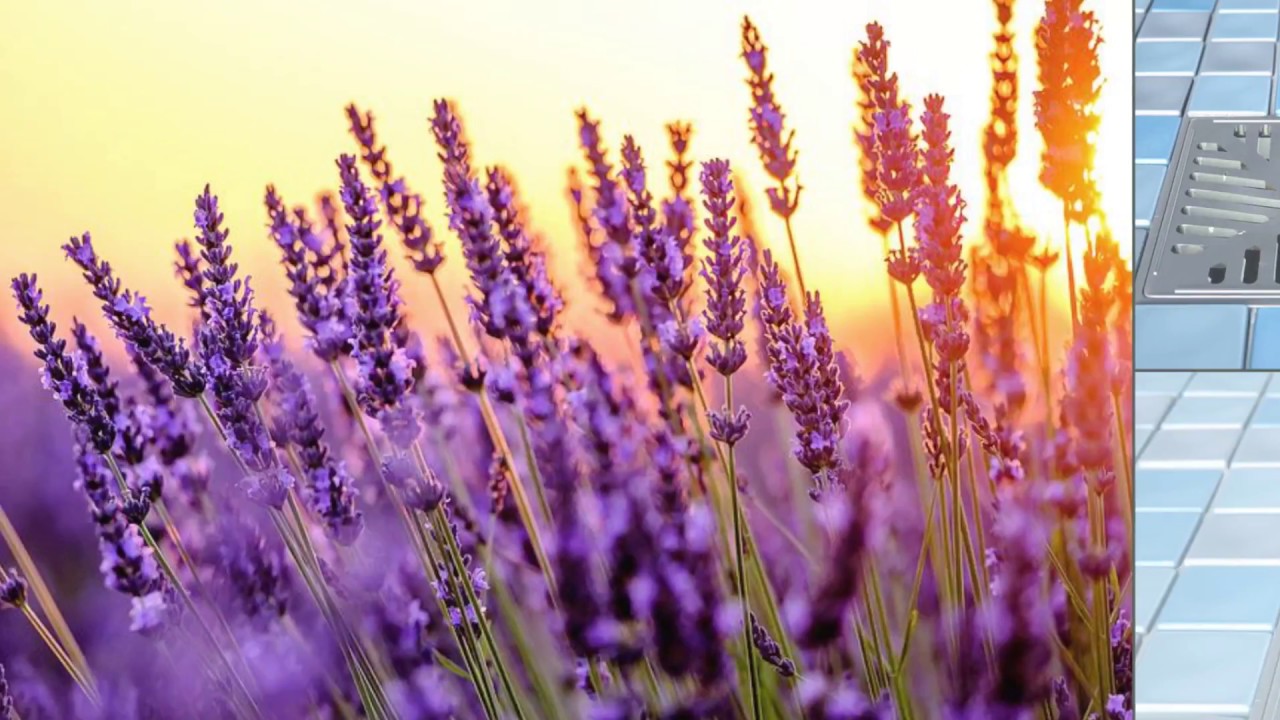 Pac Zyme Lavender by Myers Supply