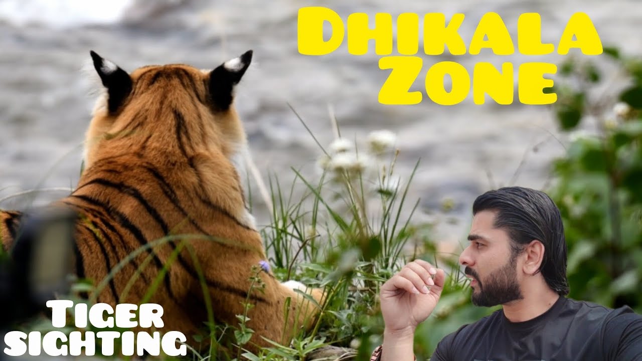 Dhikala Safari मे 3 घंटे की Tiger Sighting 😱