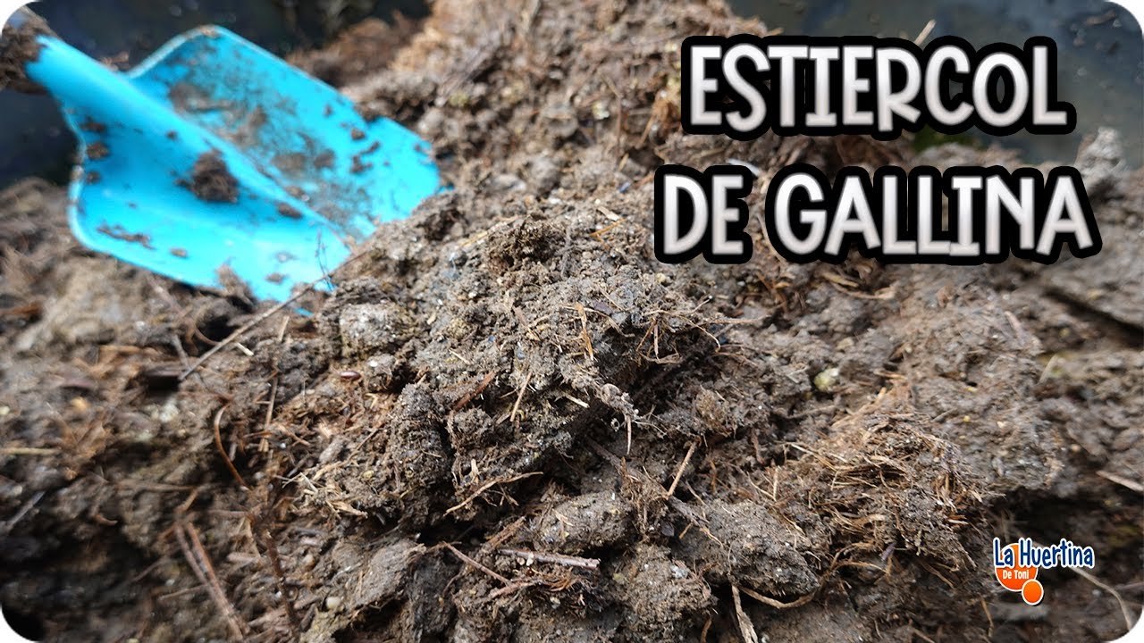🐔 GALLINAZA - Usos Y Beneficios Del Estiércol De Gallina En El Huerto || La Huertina De Toni