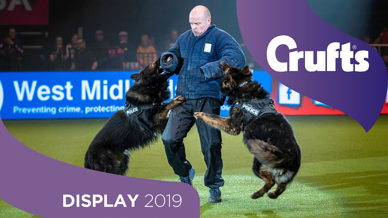 Sound The Alarm! The West Midlands Police Dog Display Are Back... | Crufts 2019
