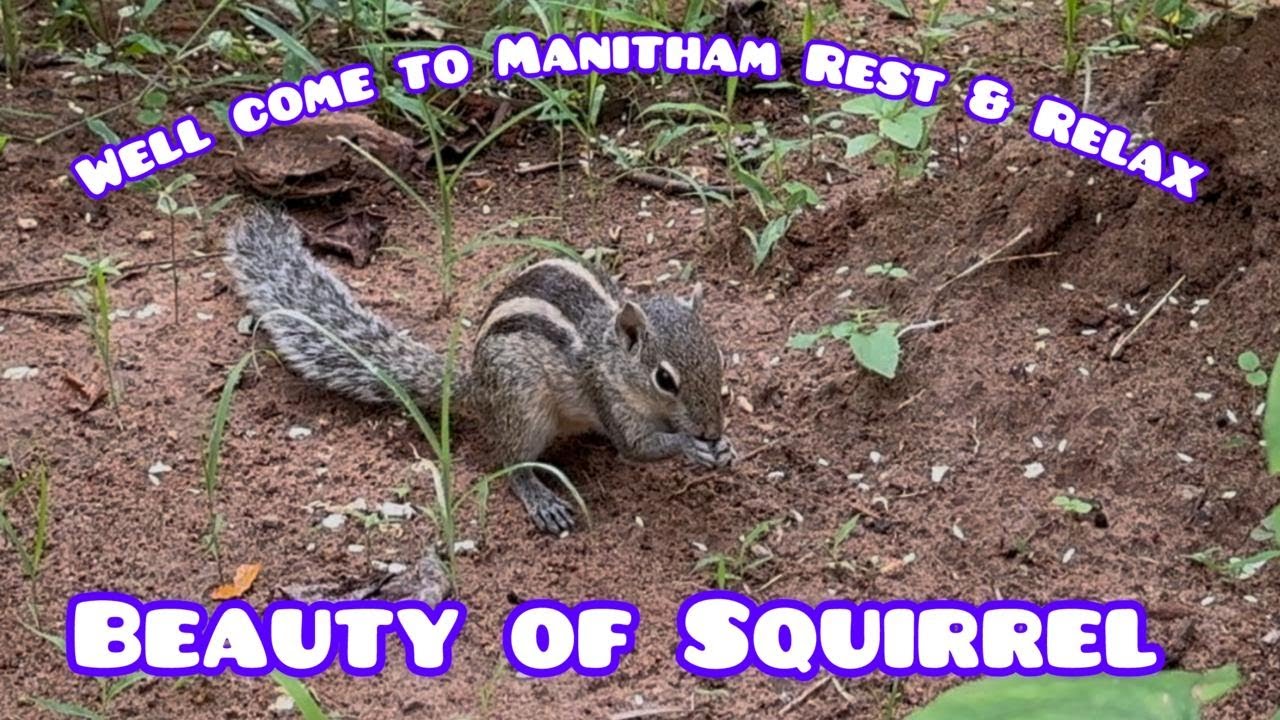 Mindful Moments: Relax with Squirrels in the Garden | Nature Sounds & Calm Music