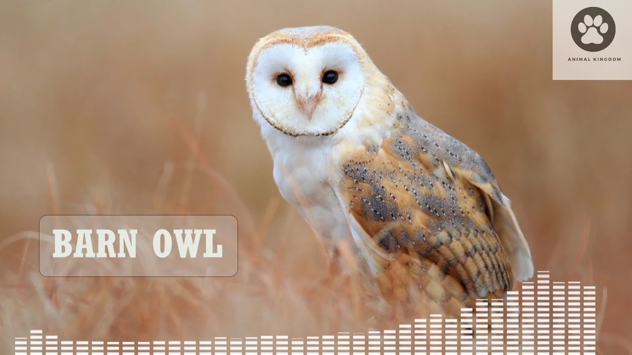 Barn owl scream / Barn owl screech / Barn owl call / Common barn owl sound