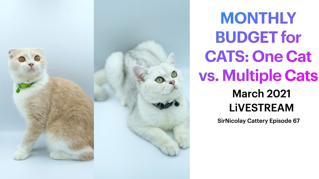 Monthly Budget for CATS: One Cat vs  Multiple Cats  March 2021 LiVESTREAM