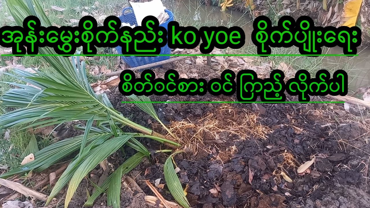 အုန်း မွှေးစိုက်နည်း Agriculture( ko yoe)စိုက္ပ်ိဳးေရး စိတ္ဝင္စားရင္ဝင္ၾကည့္လိုက္ပါ