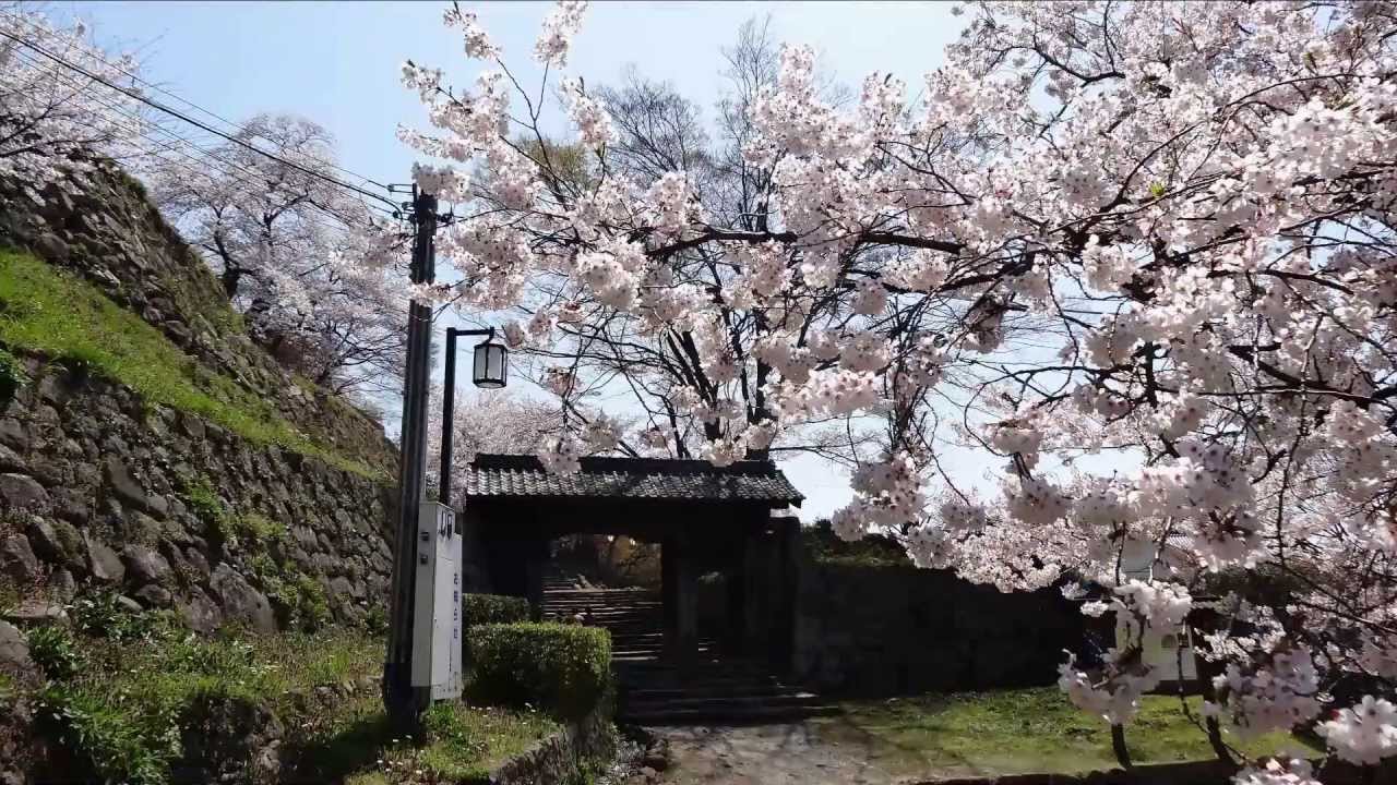 久松公園の桜 '13 (ダイジェスト)