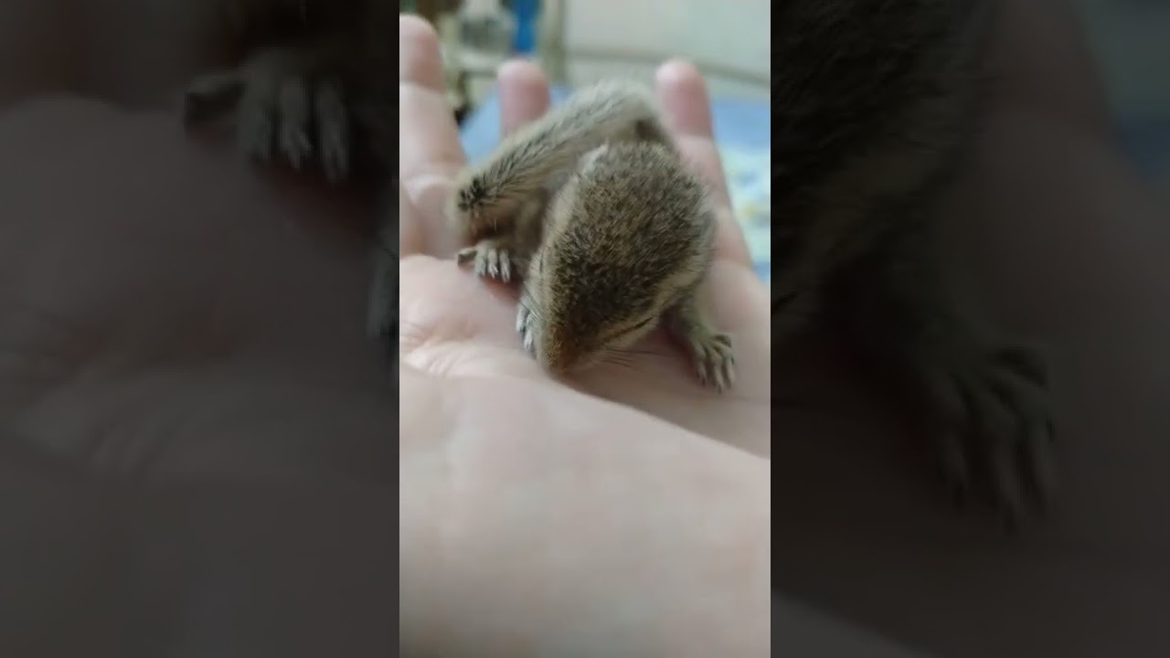 I am Chunu, the friendly squirrel #love me #me a baby squirrel #squirrel love 💜💕🐿️
