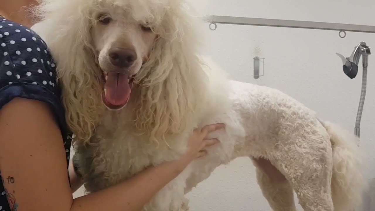 Corte de pelo caniche gigante. Poodle.  Peluqueria canina