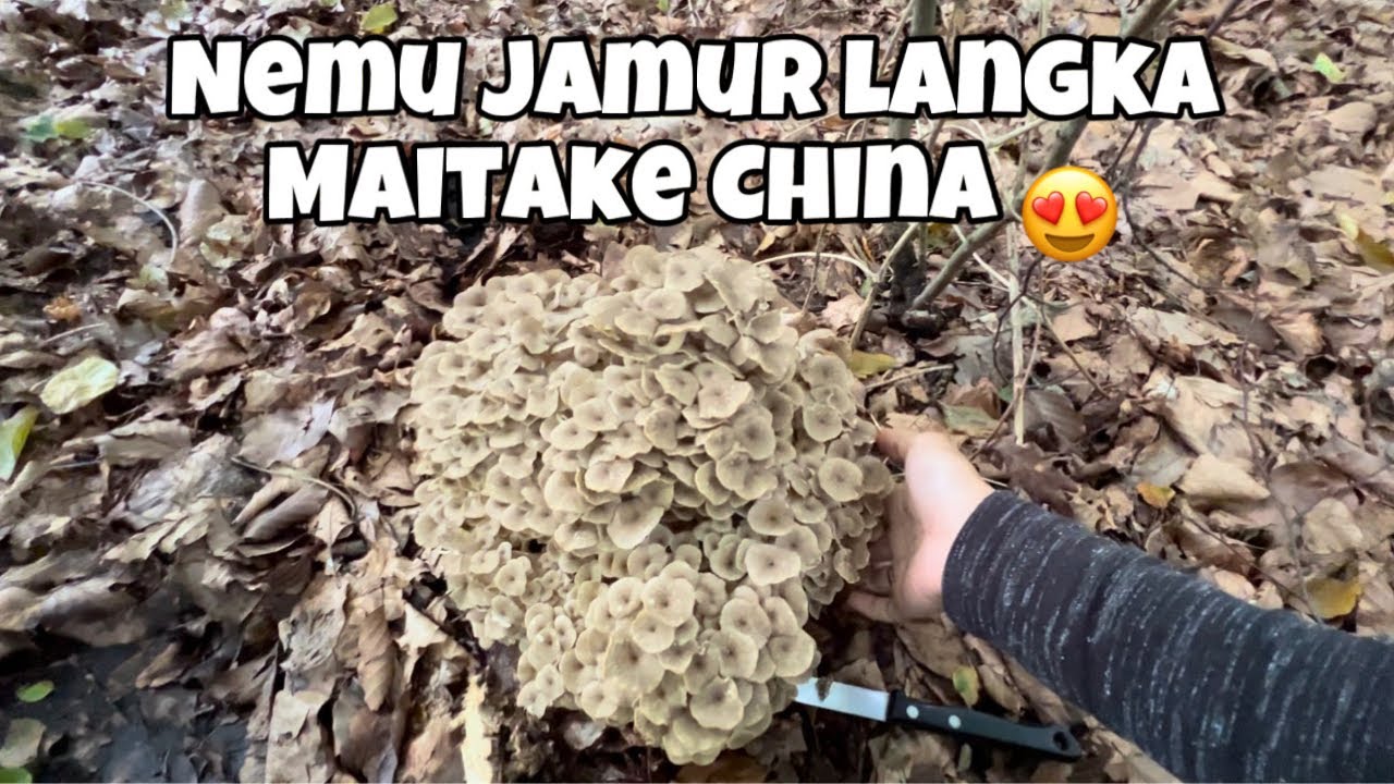 NEMU JAMUR LANGKA | MAITAKE CHINA 🍄😍