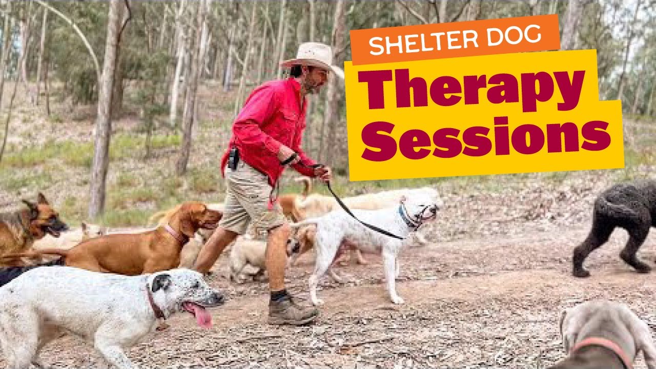 Shelter Dog Therapy Sessions