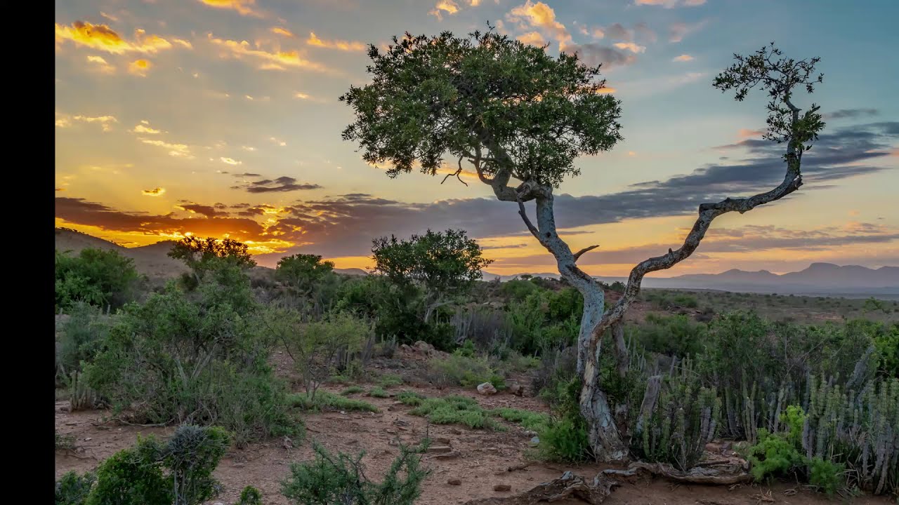 Karoo Landscape Photography - S1E05 - Trees at Sunrise