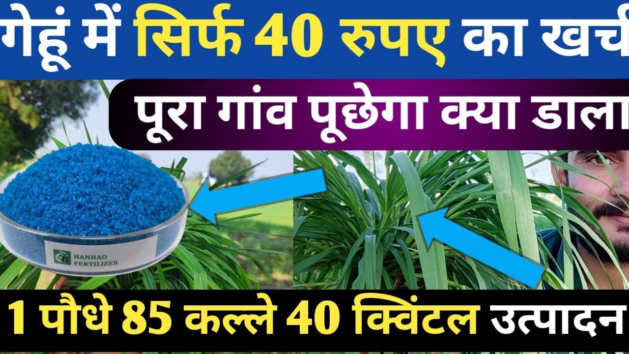 गेहूं 40 का खर्च इतना फुटाब की पूरा गांव पूछेगा || यूरिया के साथ चमत्कारी फार्मूला || गेहूं की खेती 