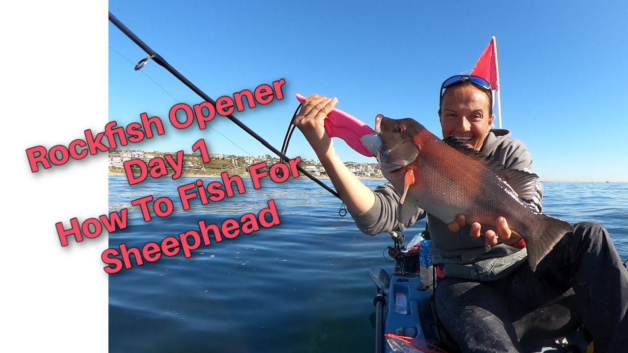 Rockfish Opener Day 1~How To Fish For California Sheephead