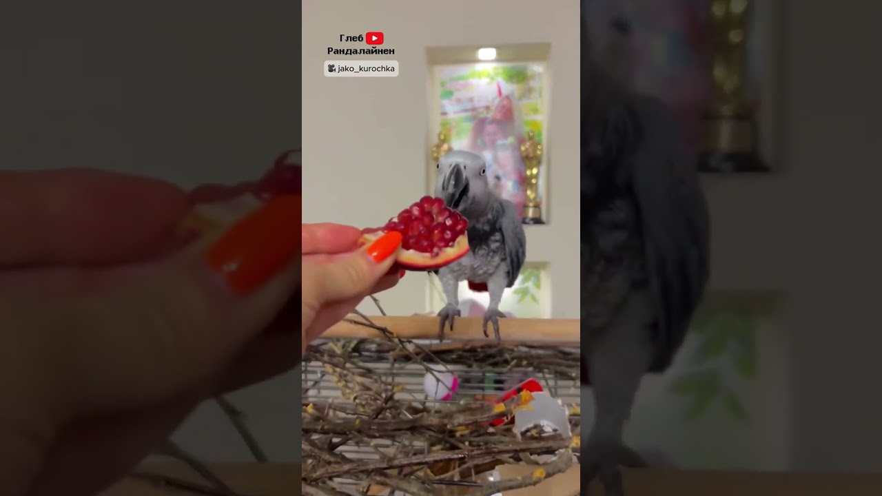 Попугай Валера Любит Гранат 🦜