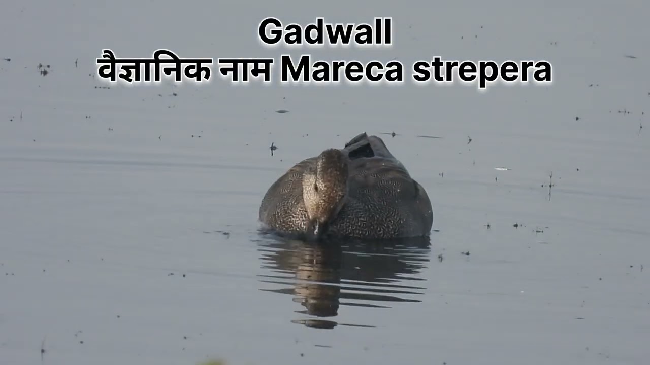 Gidhwa Parsada Bird Sanctuary bird Interpretation Centre Nagdha bemetara Chhattisgarh 
