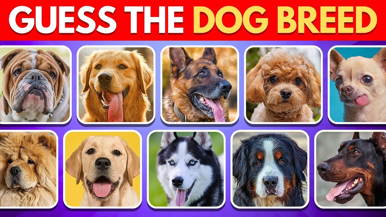 Угадайте 65 пород собак за 3 секунды! 🐶 Викторина по породам собак!
