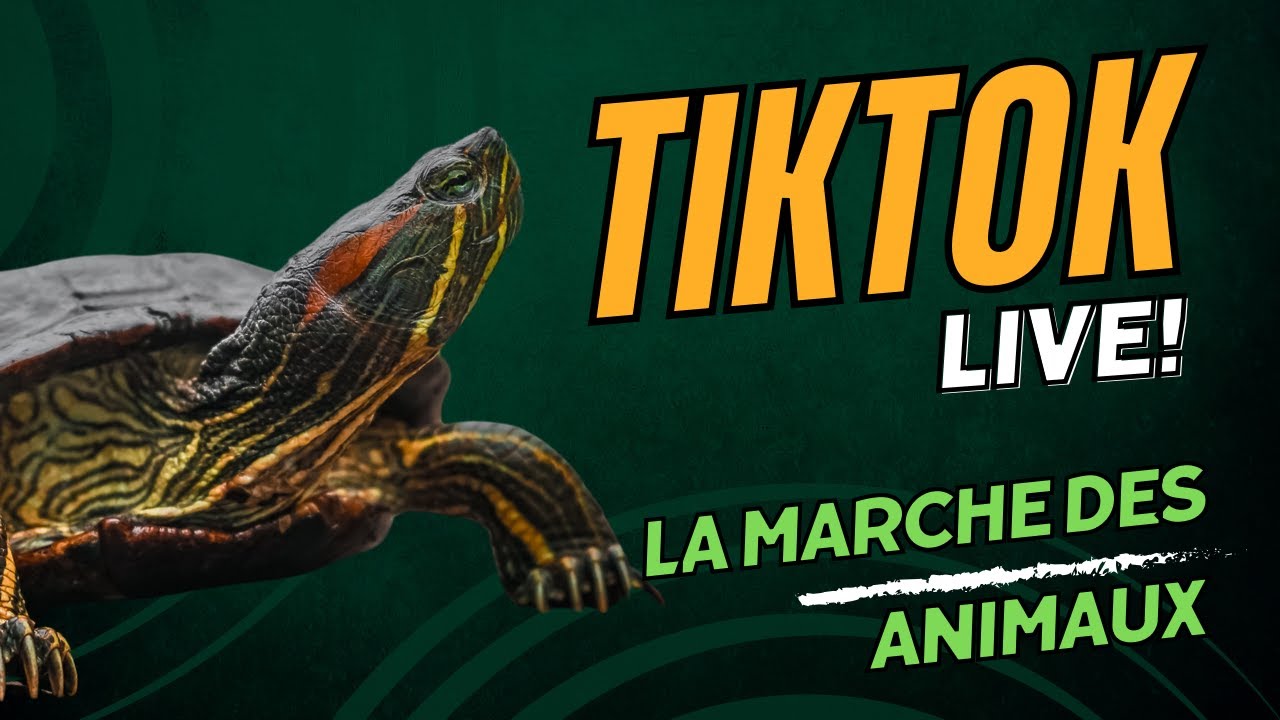 TikTok LIVE : La marche des animaux