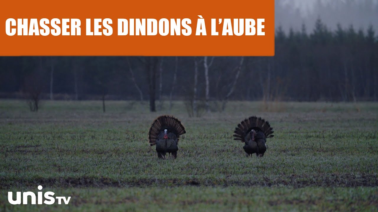 La chasse au dindon sauvage: un gibier fut&eacute; !
