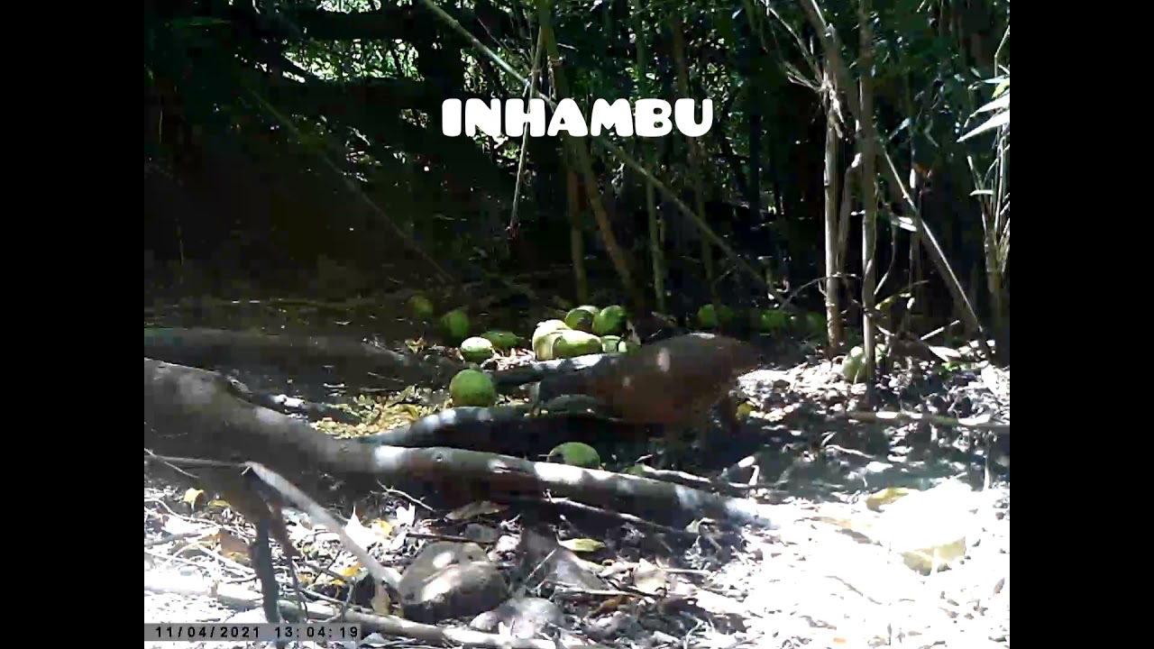 Inhamb&uacute;-Xit&atilde;