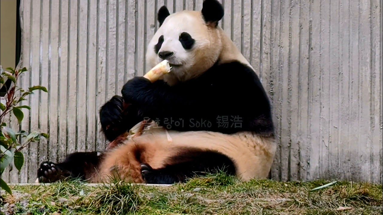 오늘 푸야 죽순 먹는 거 보니 괜찮어 보이네요~걱정 마세요~ | 2월 5일 오후(푸바오 실시간) Panda Fubao