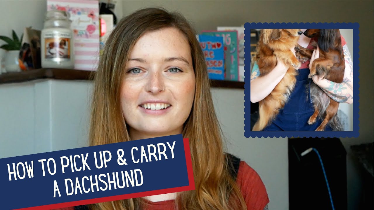 Как поднимать и переносить таксу | Миниатюрная такса (Великобритания)