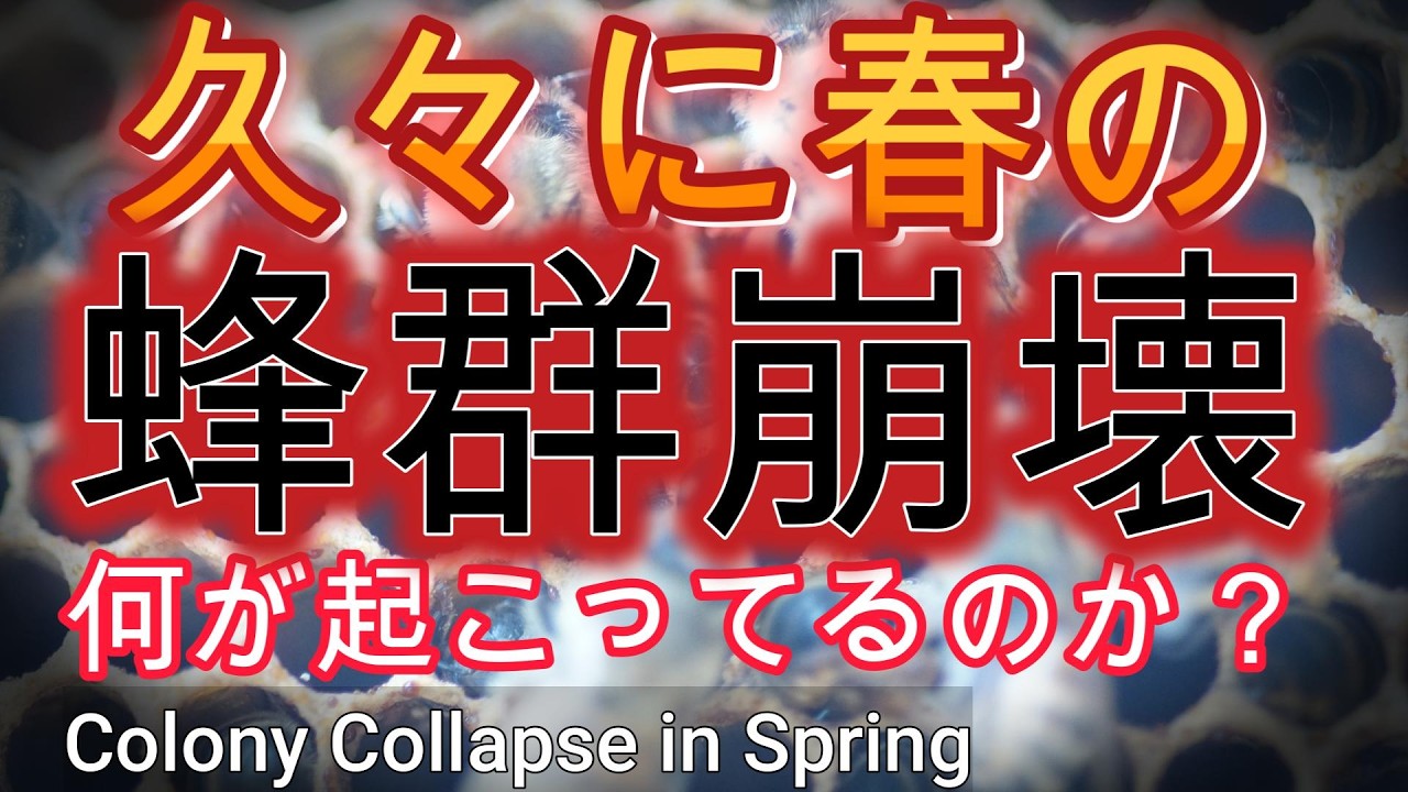 ミツバチの越冬に異変あり／春の蜂群崩壊が投げかける問い／地球温暖化の影響か？／北の養蜂家はそれにどう立ち向かう？／晴蜂雨読 76／2026年3月(その1)／山崎亮一／日英字幕付き／ Eng sub
