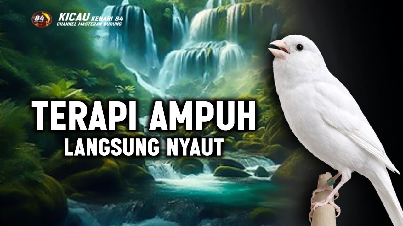 Kenari Gacor Panjang Rol Rapat Emosi,I Cuit cuit Ngerol cocok untuk Pancingan Kenari Macet Bunyi 