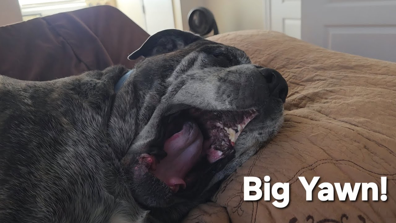 Our 160 lb Mastiff, Tar, loves attention. His eyes at the end kill me. LOL