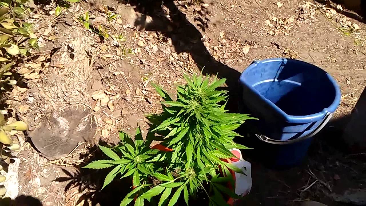 Bonus Video + ShoutOuts + Outdoor Super Sativa AUTO??