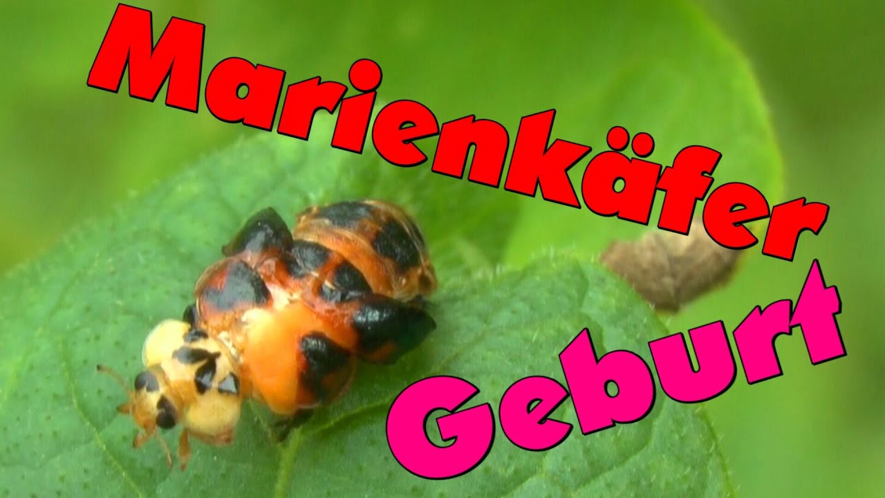 Marienkäfer schlüpft in echt Zeit