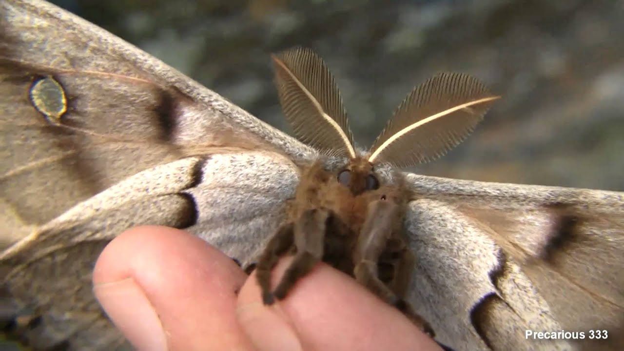 Glen Onoko Cave - Polyphemus Moth