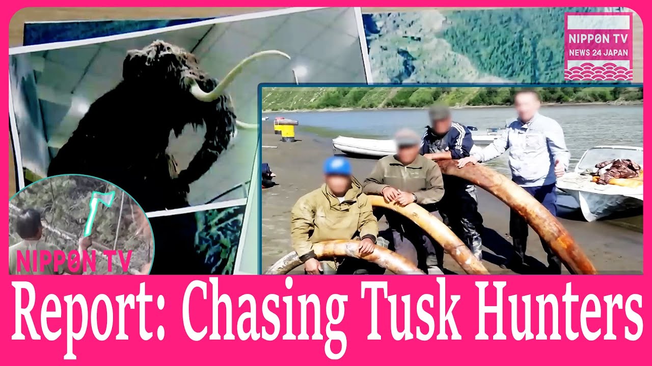 Chase Tusk Hunters! Mammoth tusks from a huge hole in permafrost