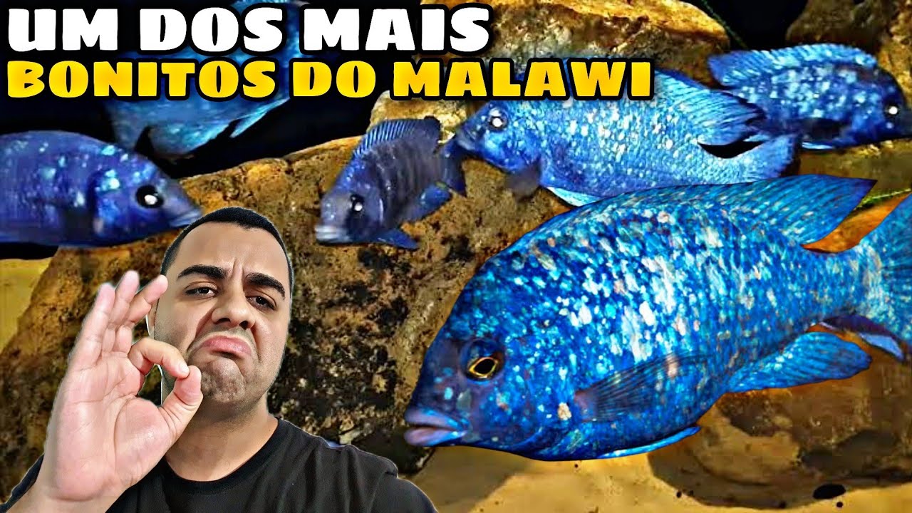 PLACIDOCHROMIS PHENOCHILUS, TANZÂNIA - VAMOS FALAR DE ESPÉCIES? #027