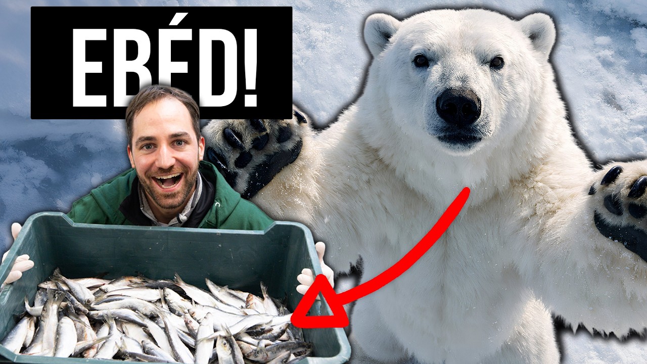 ÁLLATKERTI GONDOZÓ LETTEM EGY NAPRA! (pingvinek, fókák és jegesmedvék🐧 🦭🐻‍❄️)