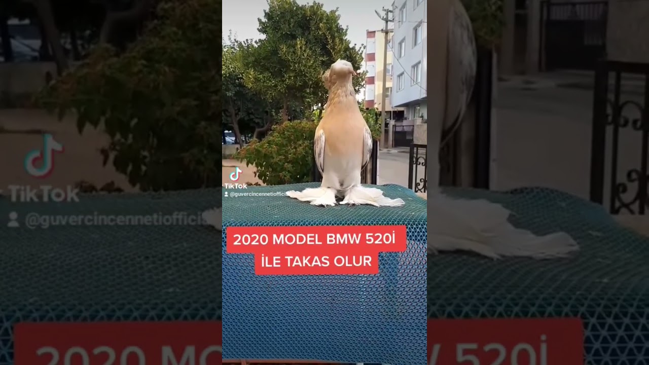 DEV G&Uuml;VERCİN #g&uuml;vercin #pigeon #animal #g&uuml;vercinsevdası #bird #pigeonlover #g&uuml;vercinvideoları #bmw