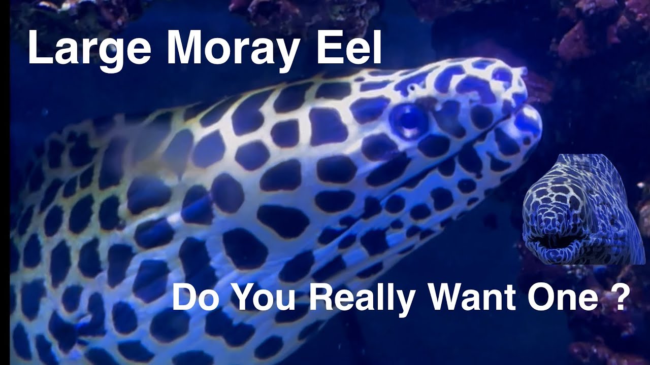 Large Moray Eel Care Acclimation Feeding The Good & Bad Tessalata Saltwater Coral Reef Aquarium