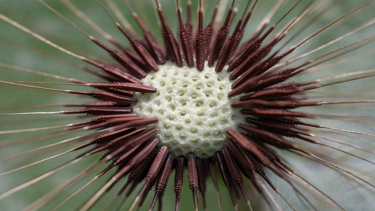 Macro Photography Of Flowers