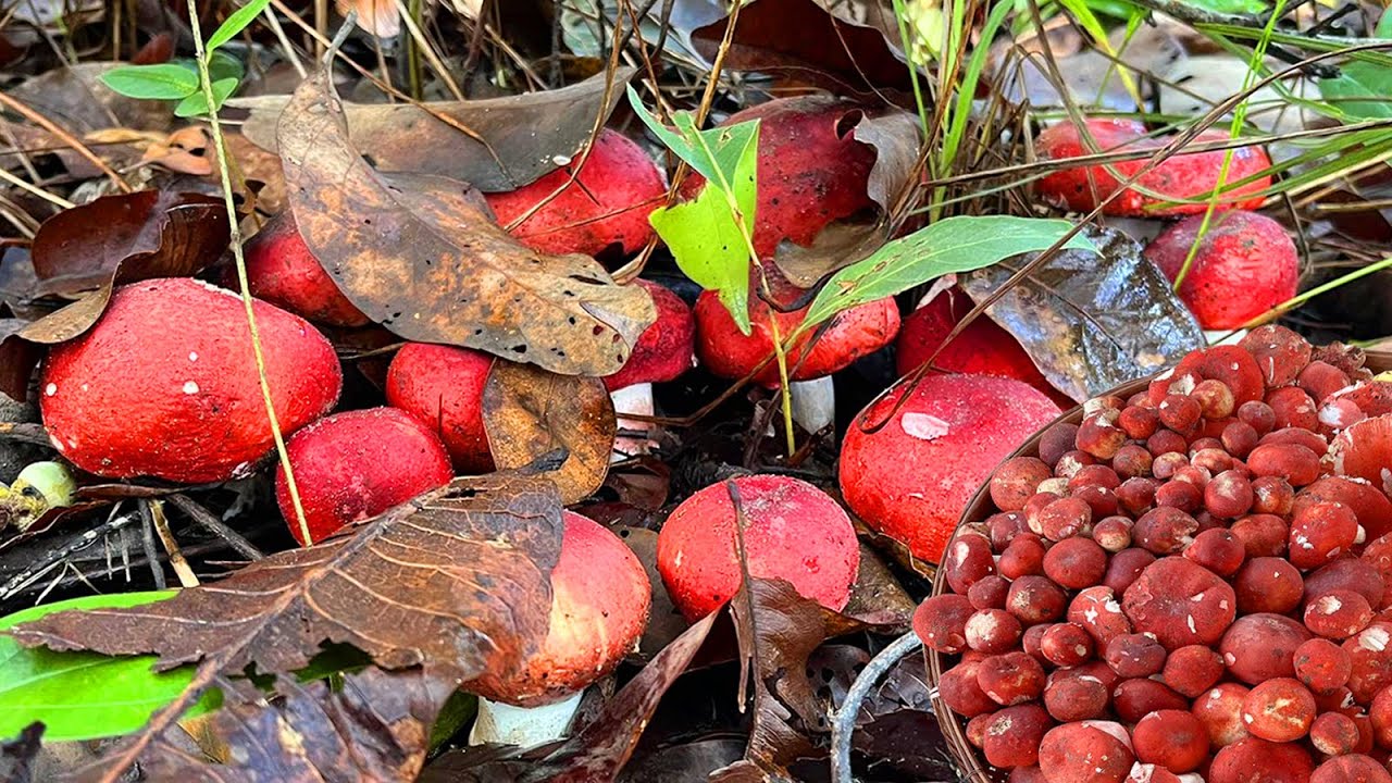 เกินคาด‼️ซ้ำโคกเก่า เก็บเห็ดก่อแดงใหญ่,สะออนคักมีแต่ดอกงามๆไม่ผิดหวังที่มาหมายนี้❓