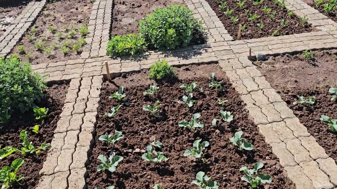 Walk in the garden oct 09#homesteading #gardening #garden #beekeeping #diy #summer