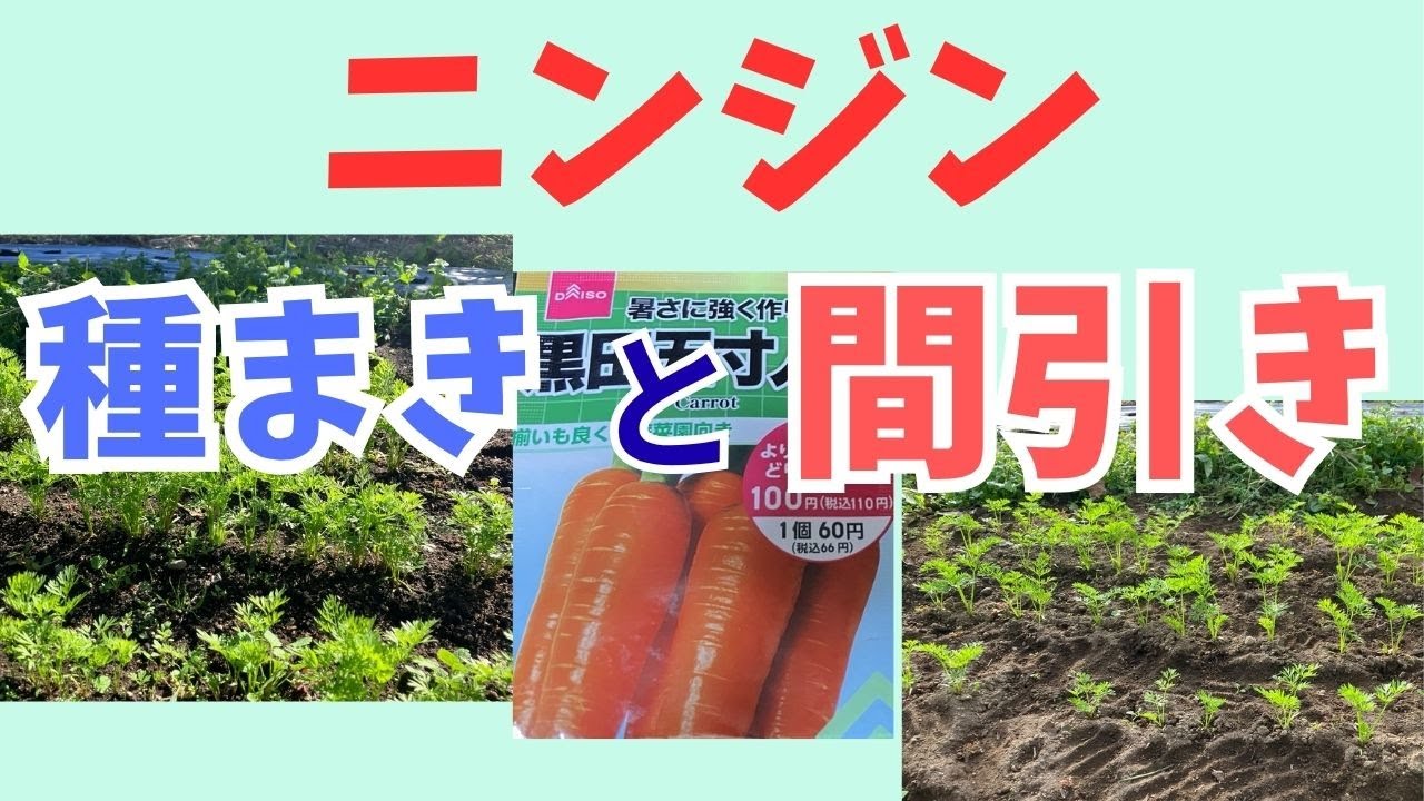 ニンジン　種まきと間引きの方法（間引きは4:02～）
