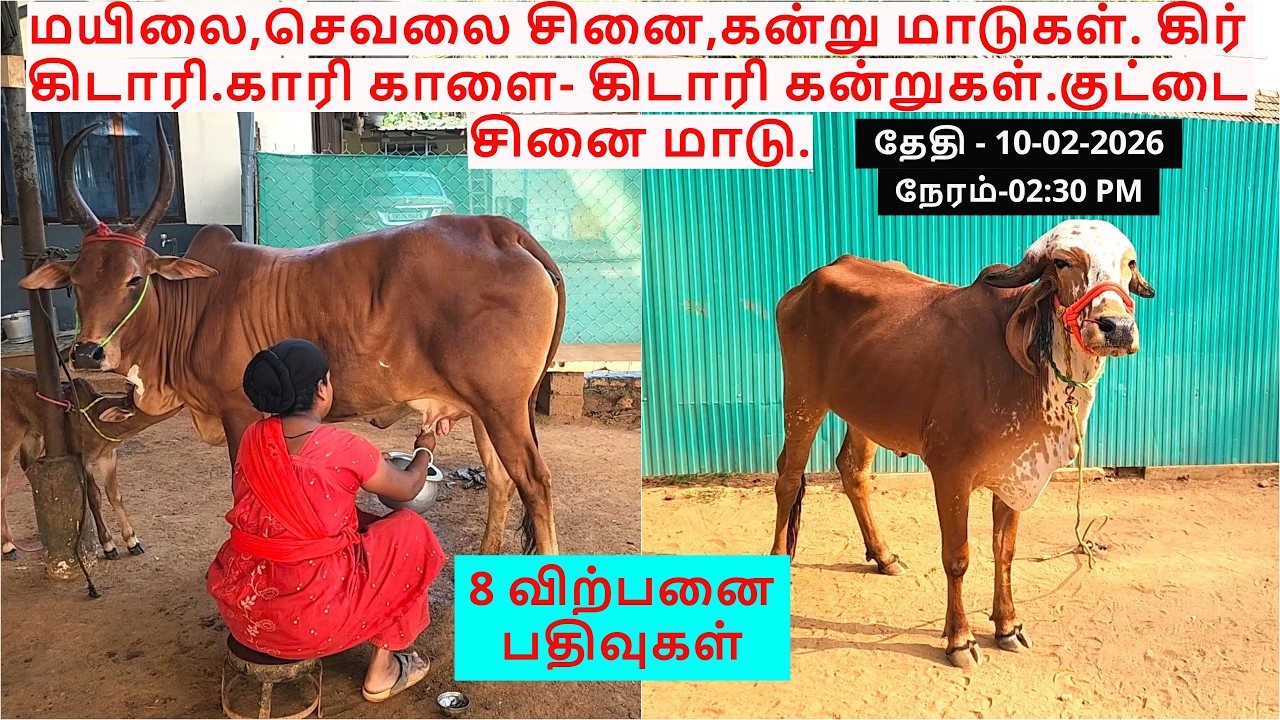 மயிலை,செவலை சினை,கன்று மாடுகள்.கிர் கிடாரி.காரி காளை- கிடாரி கன்றுகள்.குட்டை சினை மாடு.