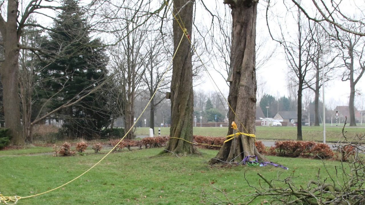 Afbreken en kappen of vellen van een monumentale boom met uitleg