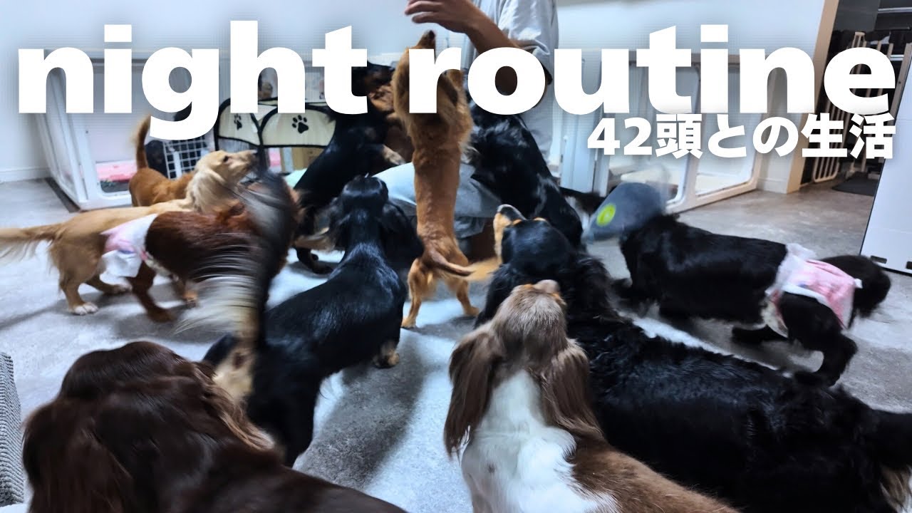 犬42頭とのナイトルーティン【night routine】