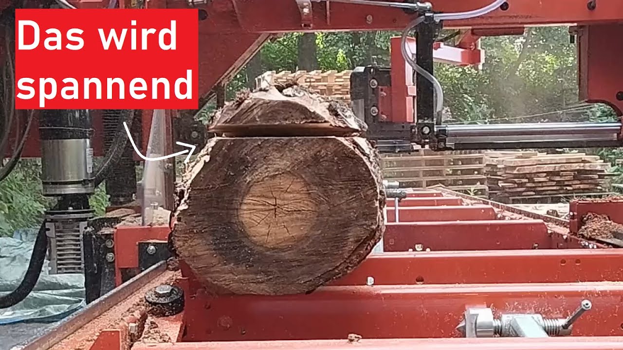 Mehr tolle Birkenstämme für das Sägewerk + meine erste richtige Maserknolle!