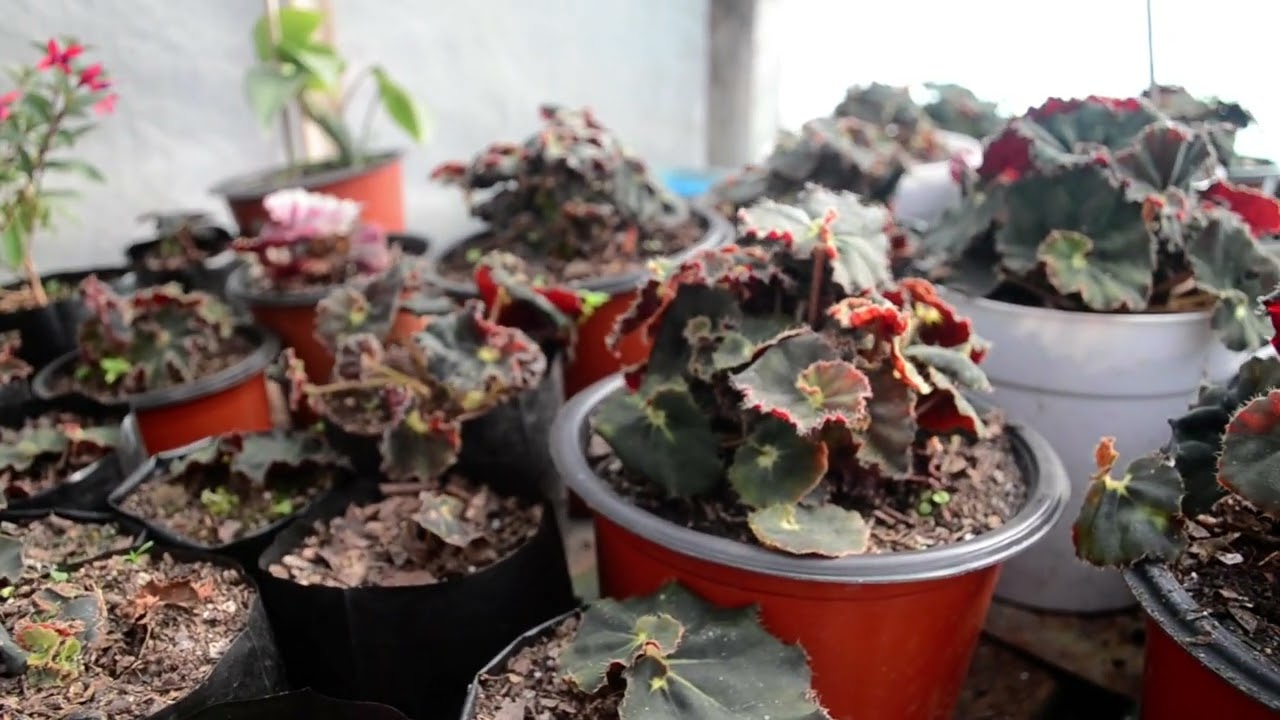 #best flowers for winter.