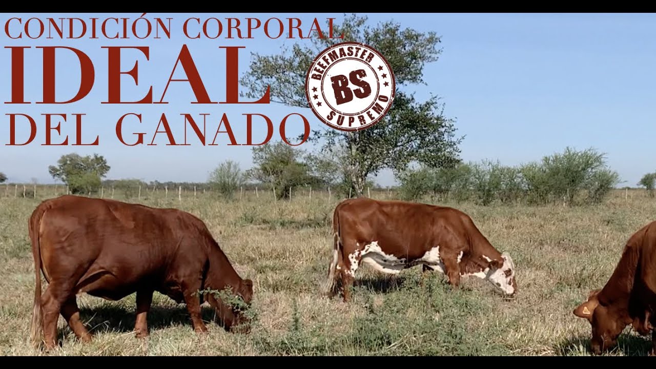 CONDICI&Oacute;N CORPORAL IDEAL DEL GANADO. BEEFMASTER SUPREMO EPISODIO 17