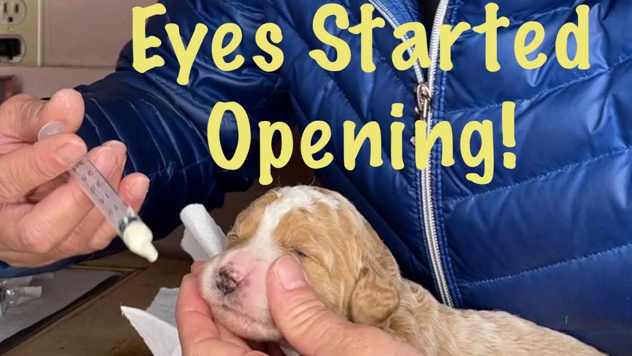 Deworming Puppies with Pyrantel Pamoate😀#dewormingpuppies